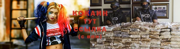 прущие грибы Белокуриха
